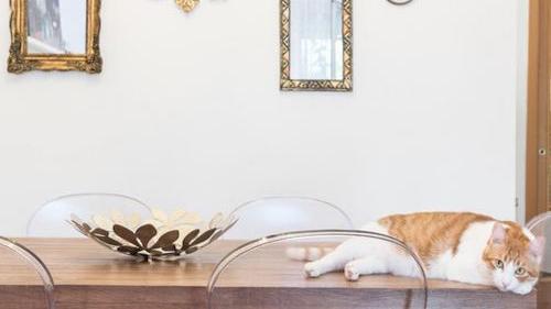 10 Fresh Feeding Supplies for Your Pet